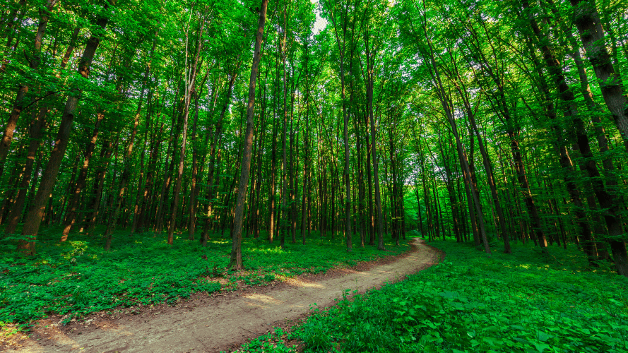 dampak buruk air limbah rumah tangga (domestik) pada lingkungan
