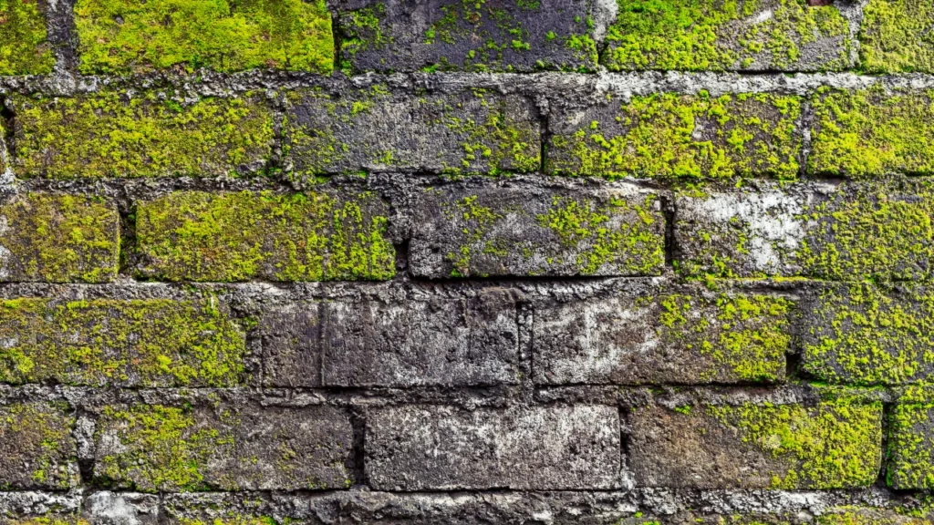 Apa Penyebab Munculnya Lumut?